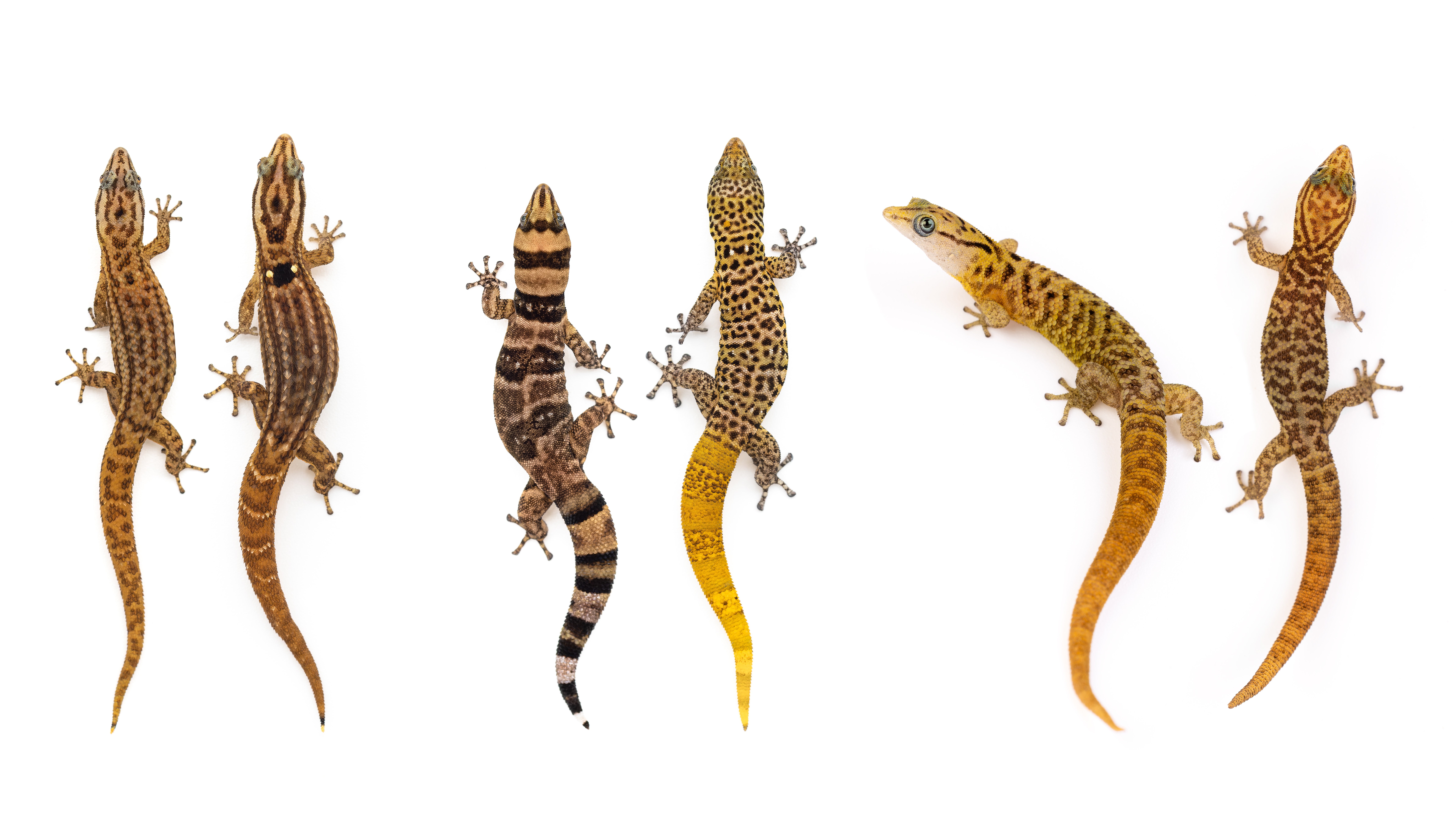 Featured wildlife photograph