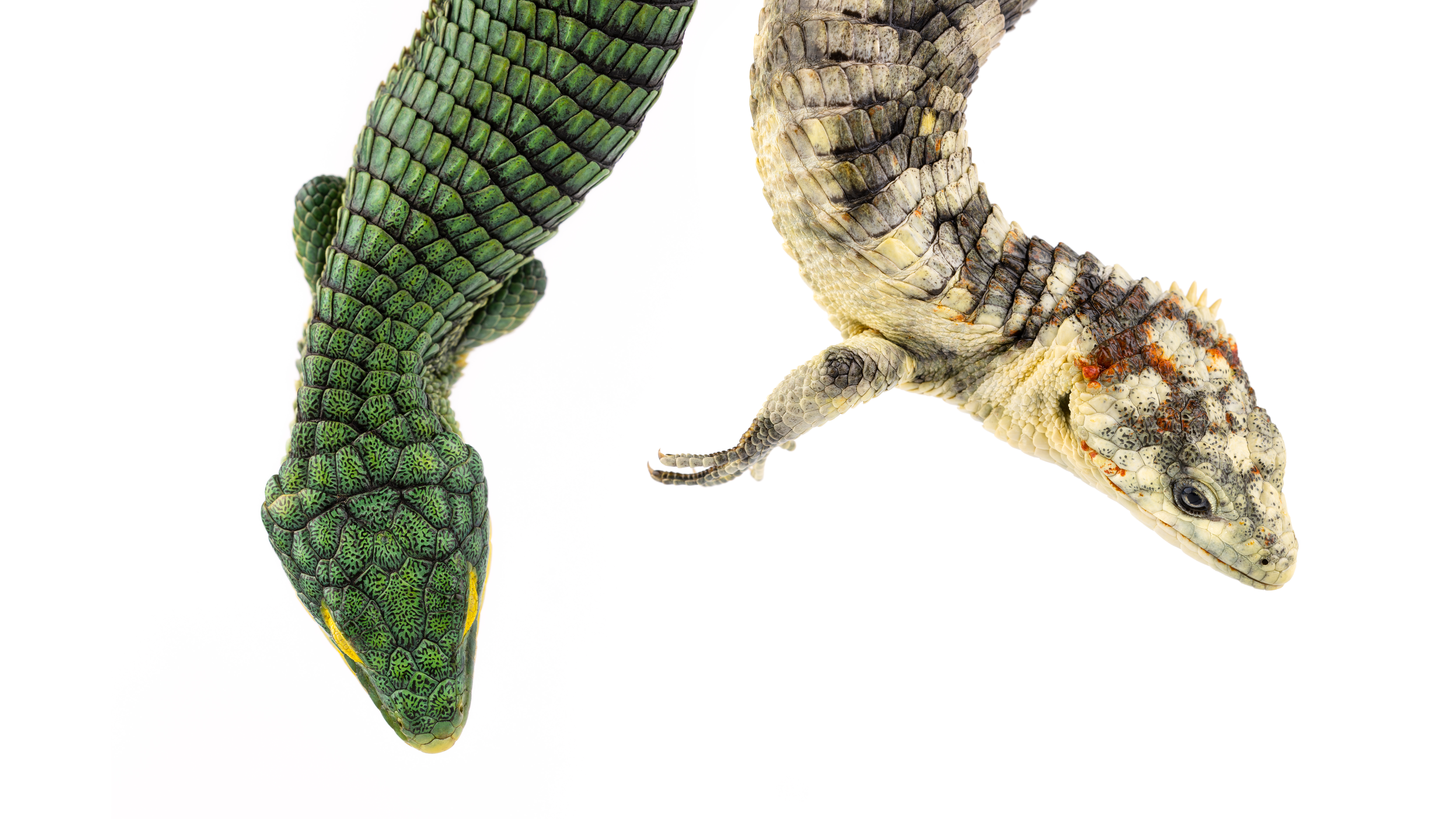 Featured wildlife photograph